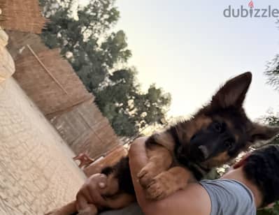 German Shepherd puppies – Long Hair3-month