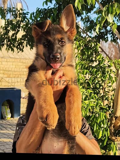 German Shepherd puppies – Long Hair3-month