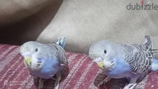 استرالي