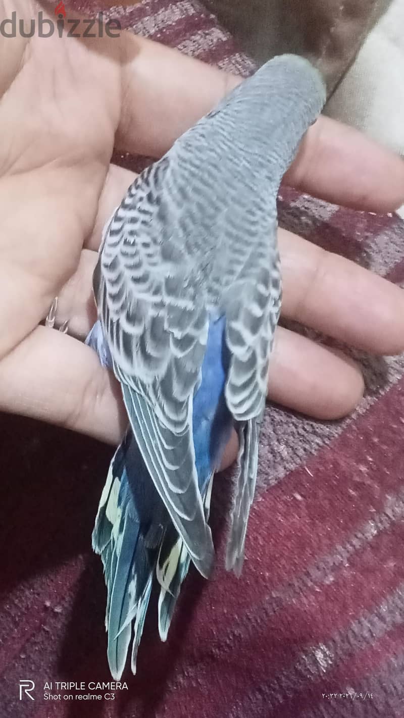 استرالي 2