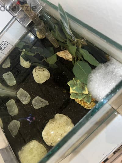 سمكة فايتر ذكر بالحوض Betta male fish