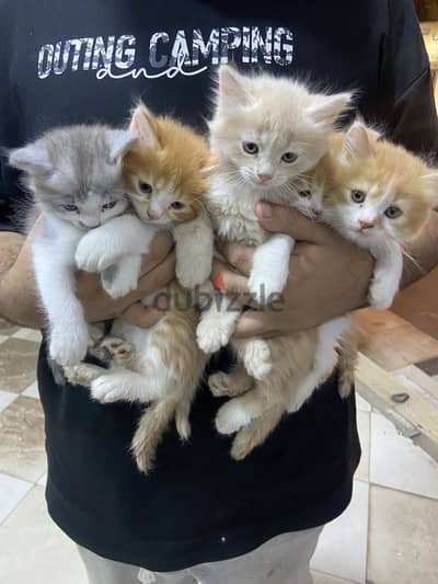 احلي قطط مون فيس