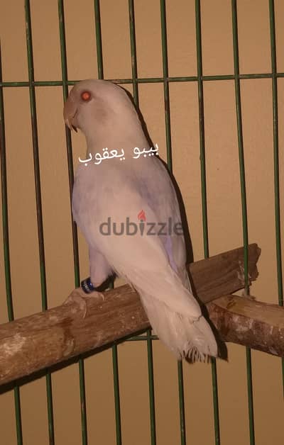 دكر روز بال فالو
