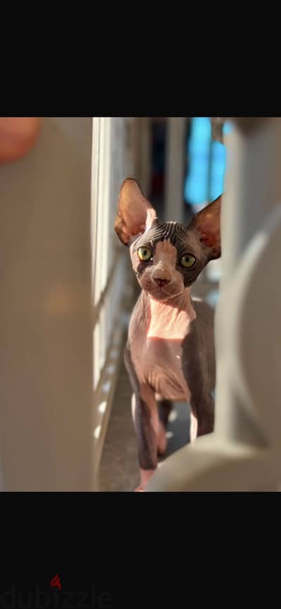 4 month spynx cat ready for a new home