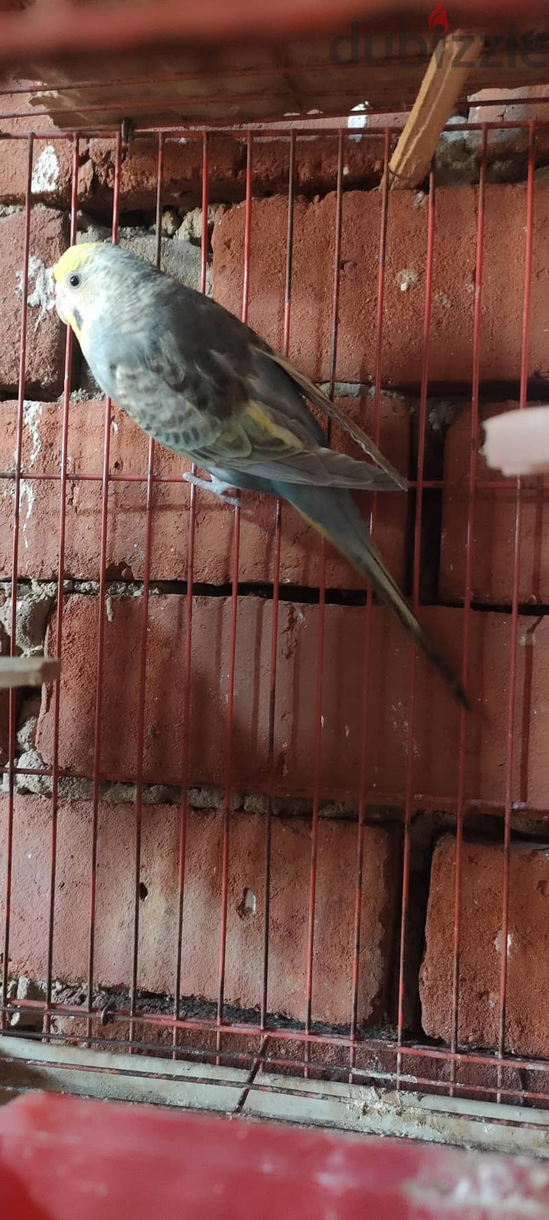 للبيع 1