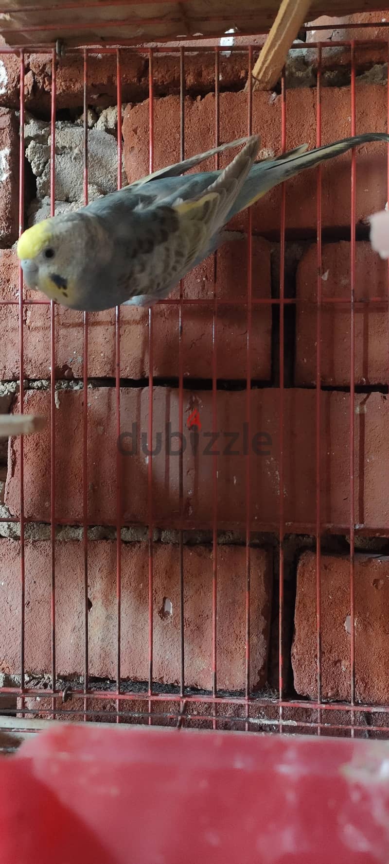 للبيع 3