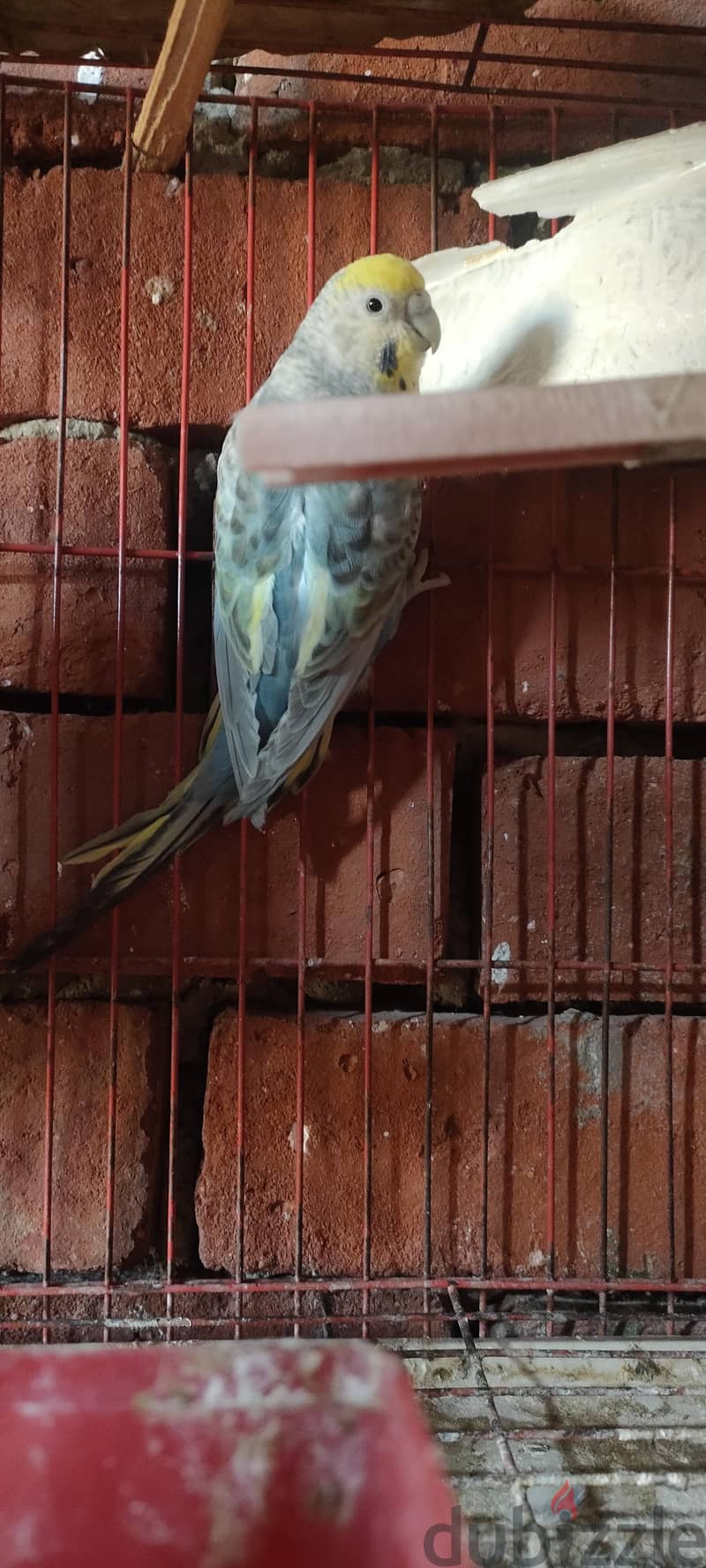 للبيع 5