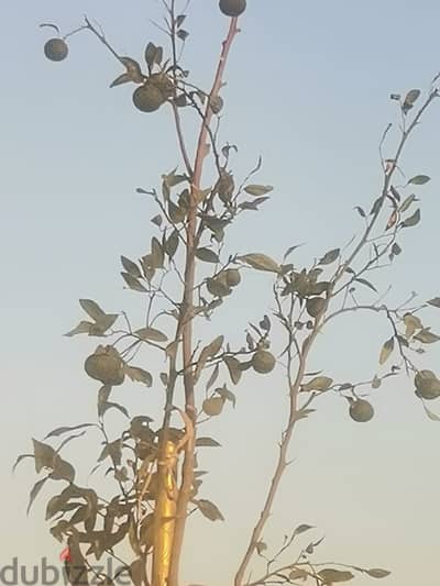 شجرة سفندي طارحه