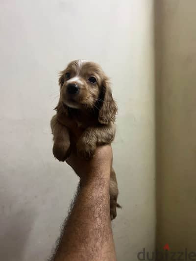Cocker spaniel puppy for sale