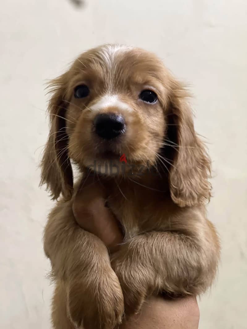 Cocker spaniel puppy for sale 1