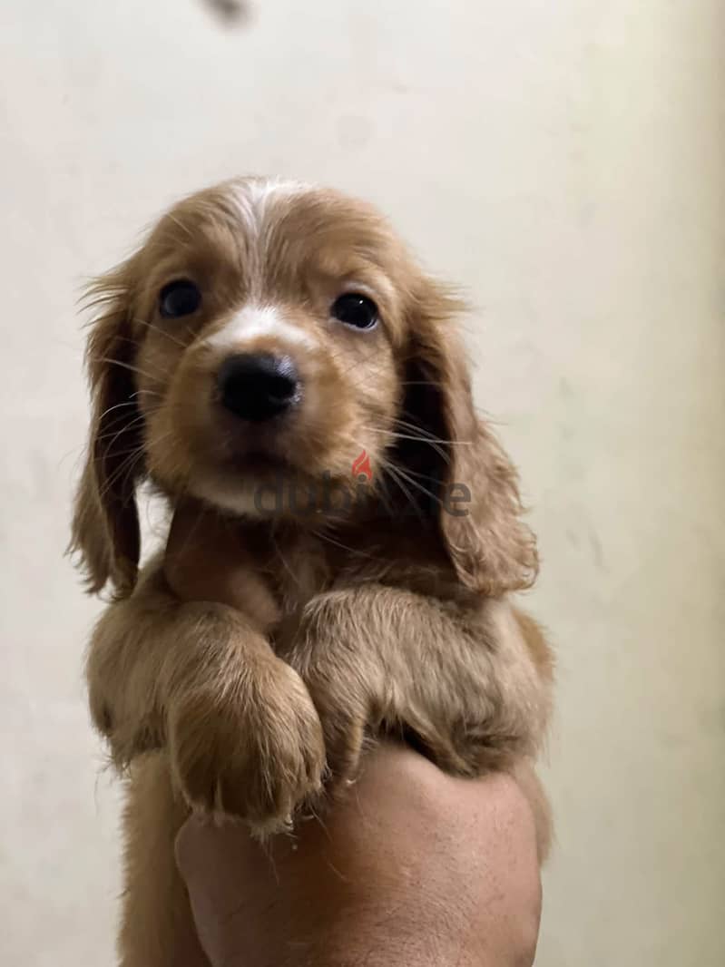 Cocker spaniel puppy for sale 2