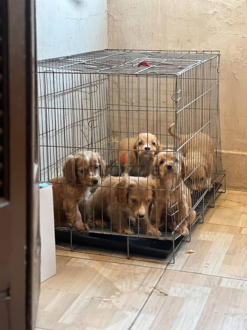 Cocker spaniel puppy for sale 3