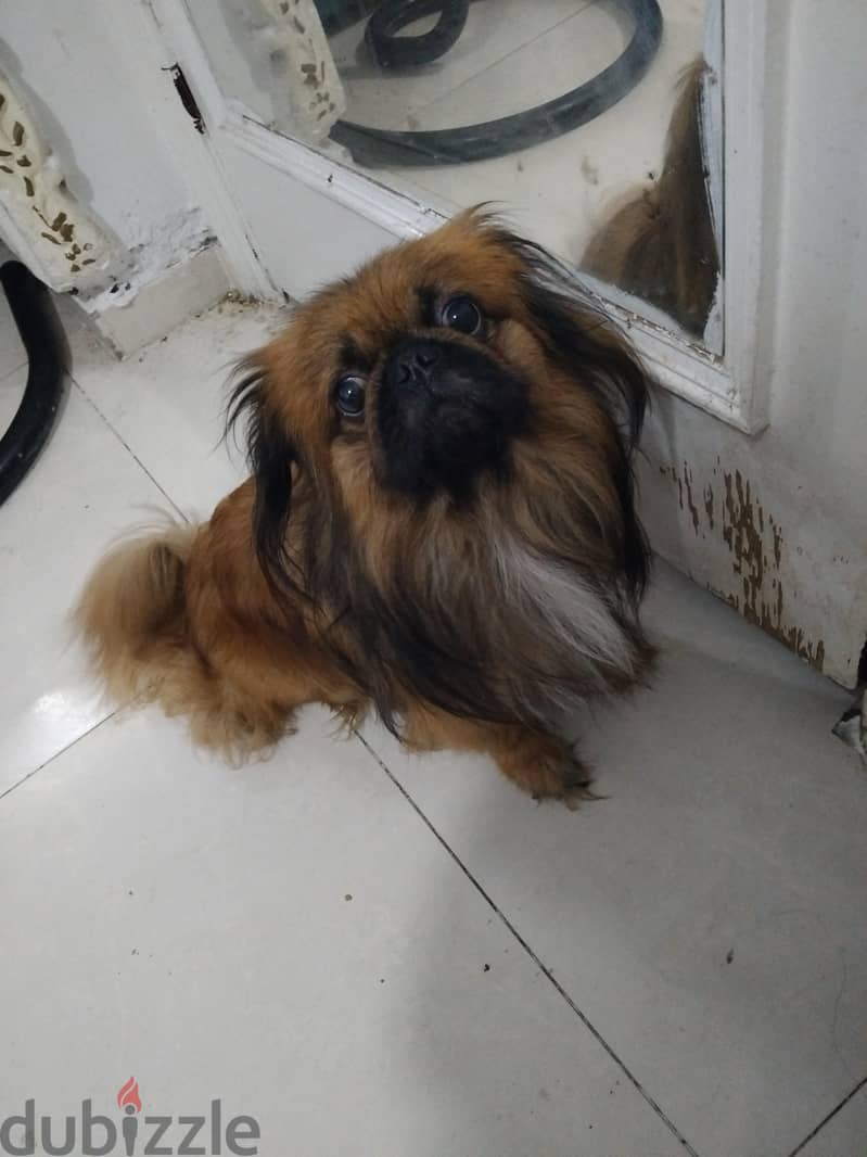 بيكنج واى اصلى 2