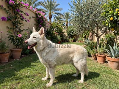 white german 2 years ana half