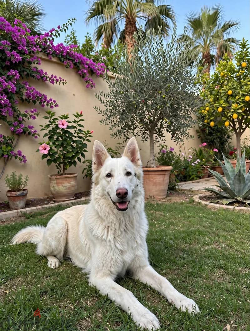 white german 2 years ana half 1