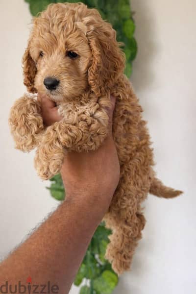 cokapoo puppy male