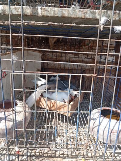 عنبرى كشك