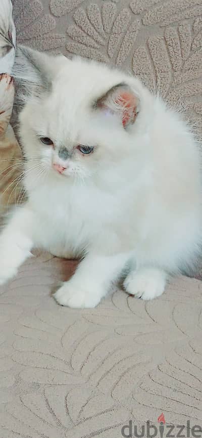 kitten female ragadoll bure used litter box// 01014794352