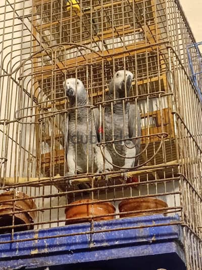 ازواج زنجباري عين صفرا