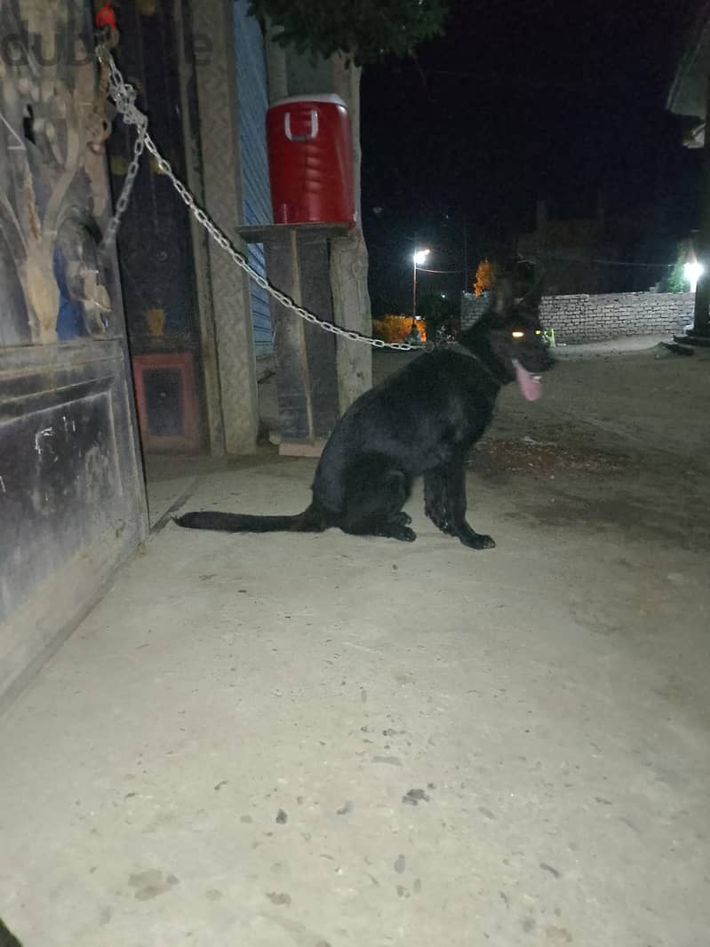 للبيع 2