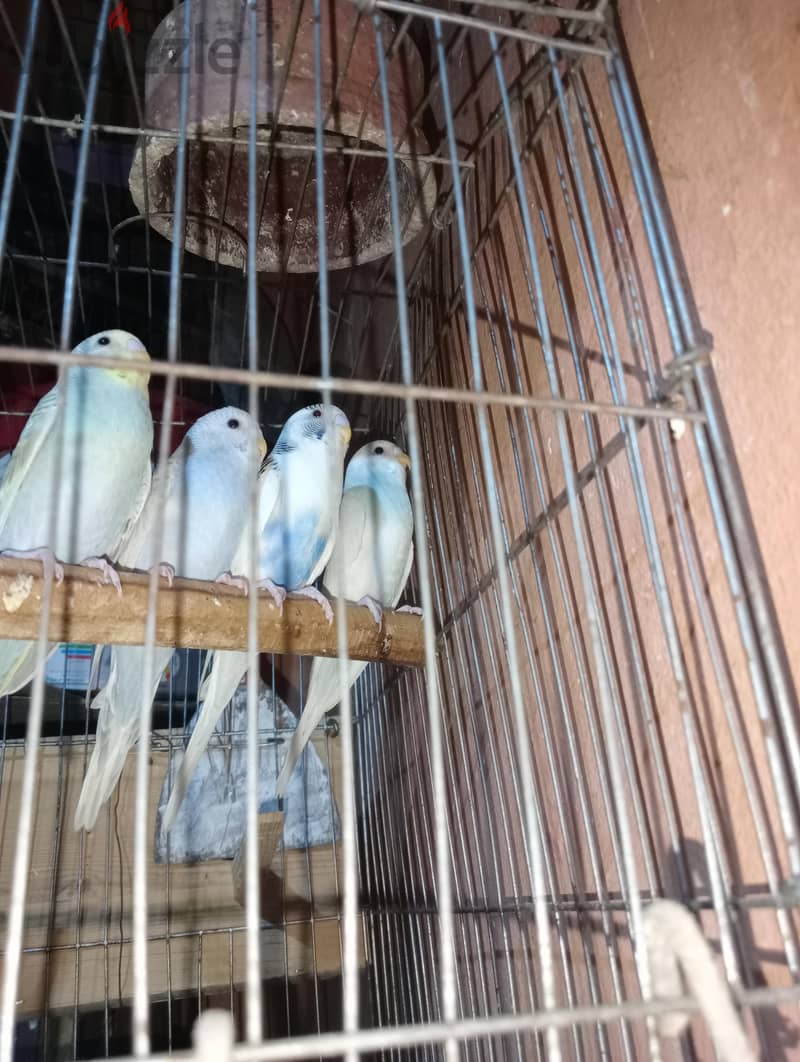 جوزين شباب 1