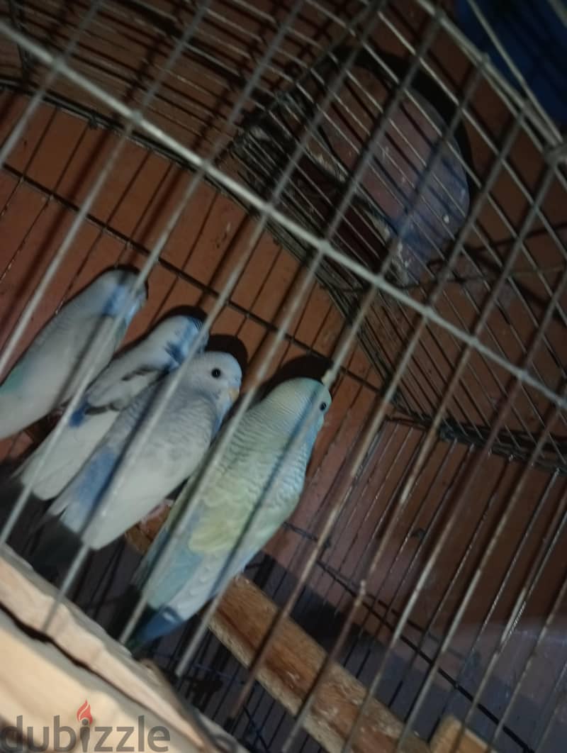 جوزين شباب 2
