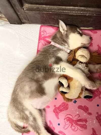 Female husky / كلبه هاسكي ٤٠ يوم متطعمه ديدان