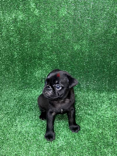 Pug puppies • جراوي بج