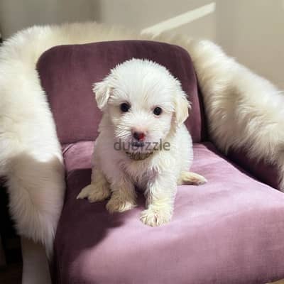احلى واشيك بنوته هافانيز Havanese ميني عندها 44 يوم