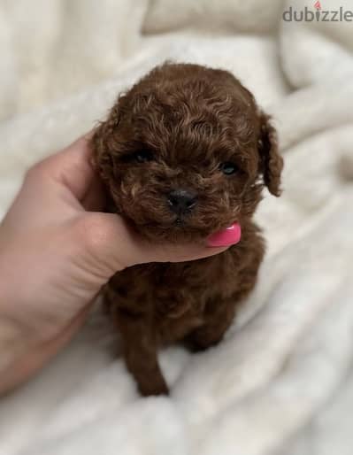 poodle puppy