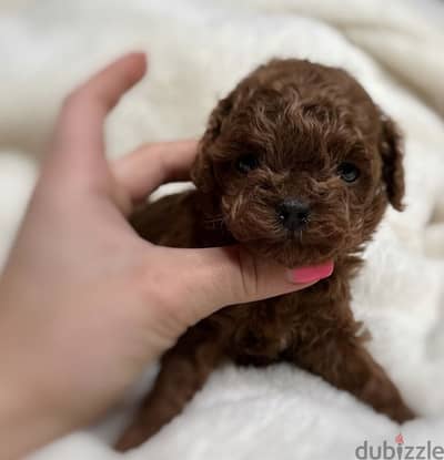 Tea cup. poodle.
