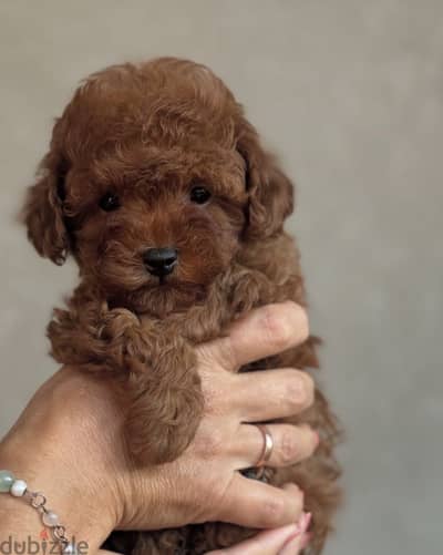 Poodle. بودل . poodle
