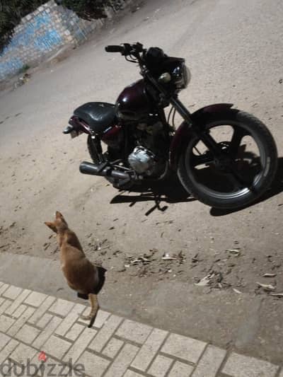 هوجن 150cc لوط