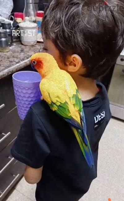 صن كونيور