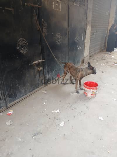 كلب مالينوا دادج يوجد فيديو واضح اكتر سنه و٤ شهور داخله علي حيضه