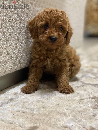 poodle puppy's