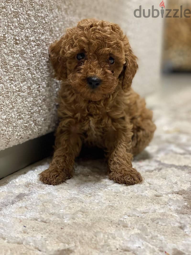 poodle puppy's 1