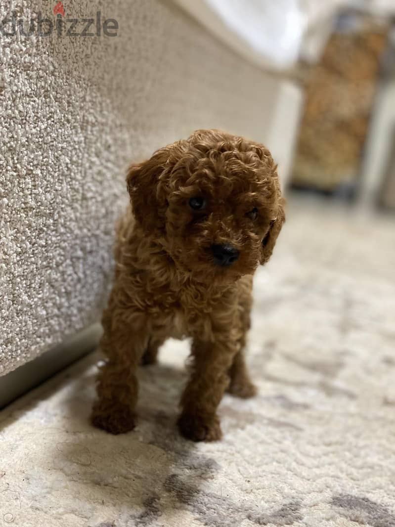 poodle puppy's 2