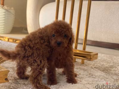Poodle