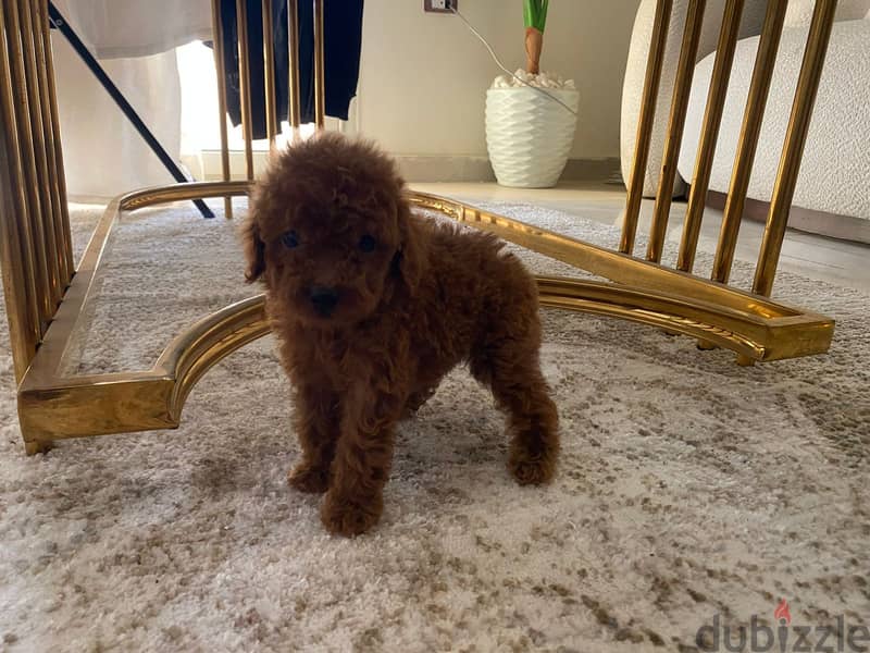 Poodle 1