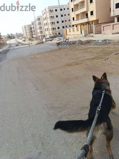 جيرمن ذكر
