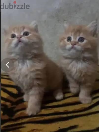 قط شيرازي 48 يوم يرجي الاتصال علي 01094843595
