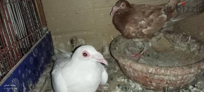 تلاتة قصوص قصين شغالين وقص لسه عليه ريش