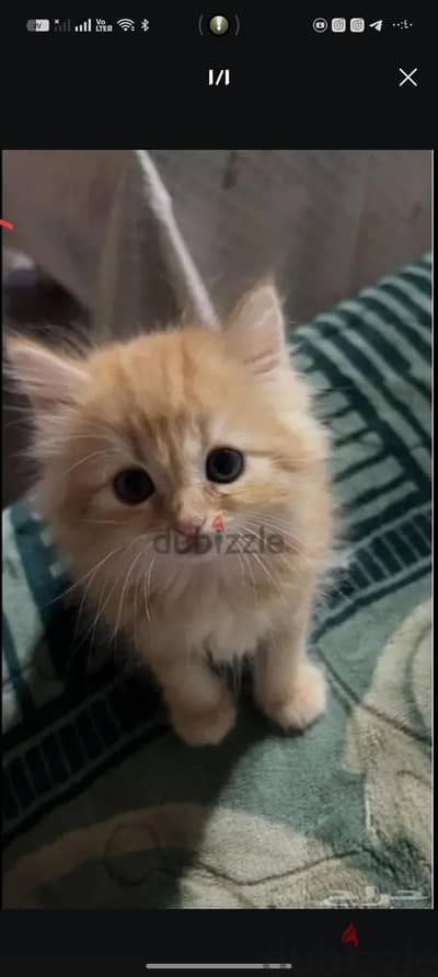 قط شيرازي 49 يوم يرجي الاتصال علي 01094843595