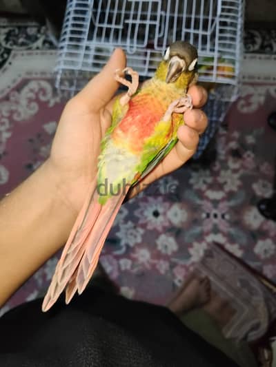 فرد كنيور يلو سايد هاي ريد ماشاءالله
