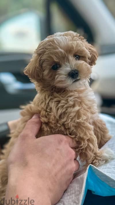 Poodle x maltipoo puppies مالتيبو