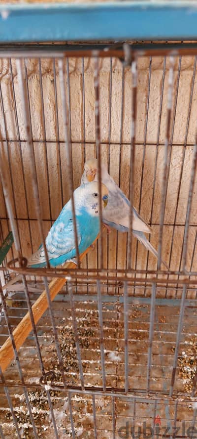 عصفير للبيع