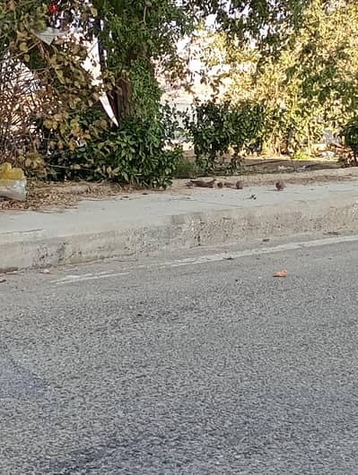 قطعة في طريق المنصورية الرئيسى قطعة في طريق المنصورية الرئيسى