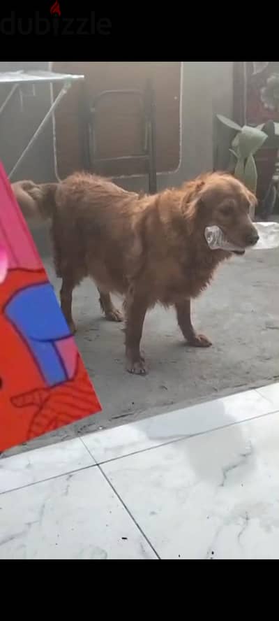 جولدن