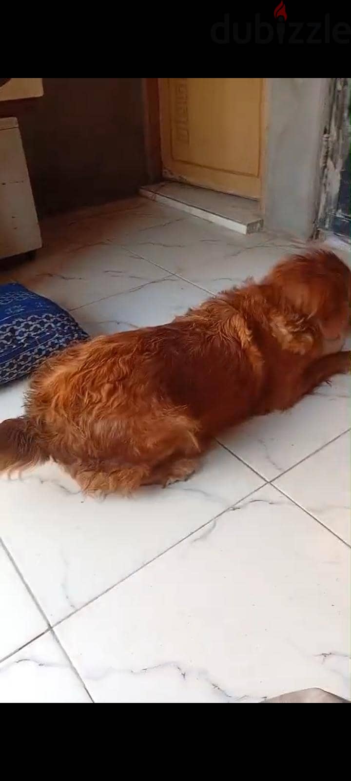 جولدن 1